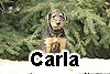 carla_1_1