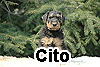 cito_1_1